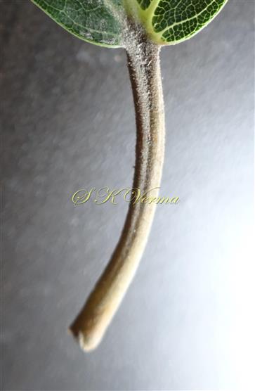  Petiole with adaxial groove